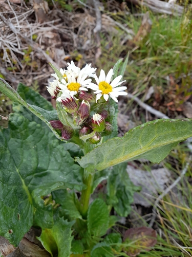 Image of Senecio smithii by (c) Flavien Saboureau, some rights reserved (CC BY)