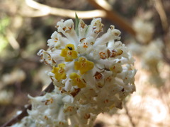 Edgeworthia chrysantha