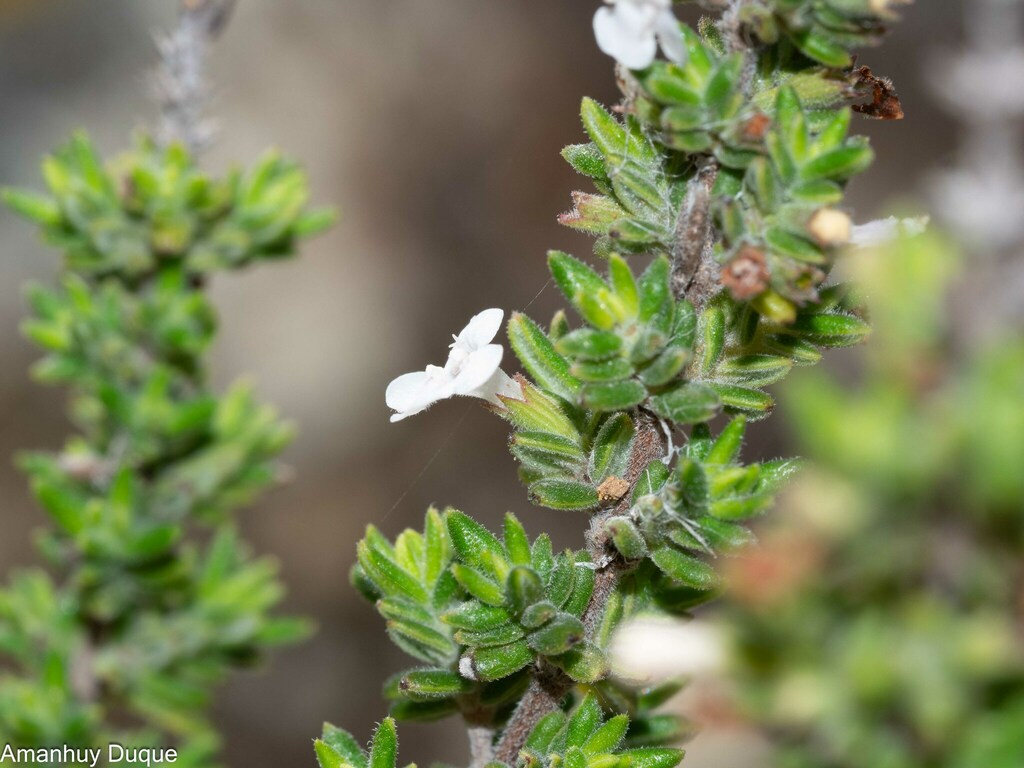 El Hierro Island Whitweed