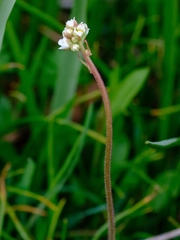 Micranthes integrifolia