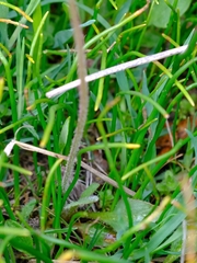 Micranthes integrifolia