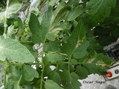 Clavibacter michiganensis