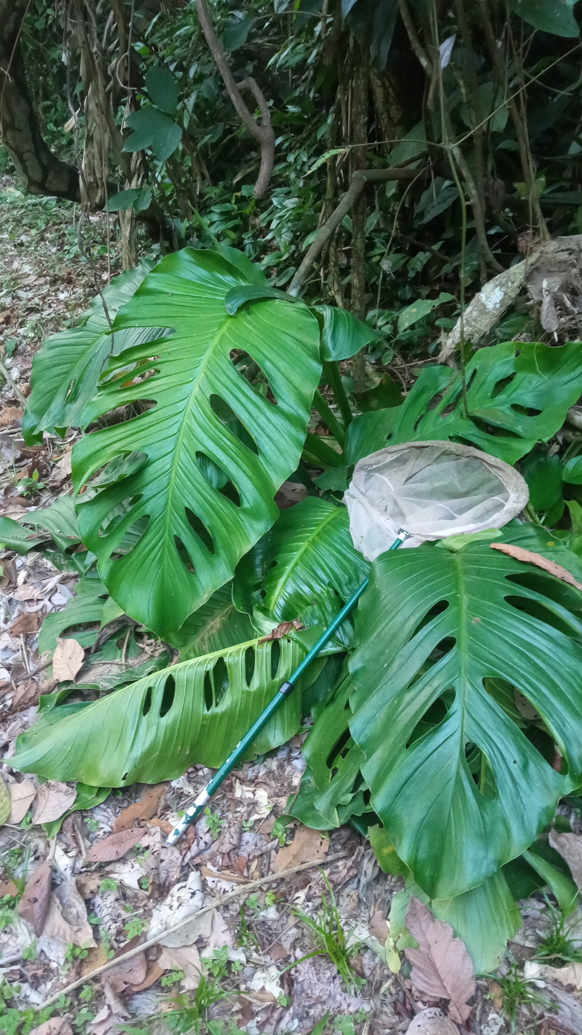 Monstera egregia  iNaturalist
