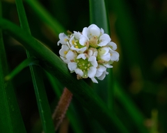 Micranthes integrifolia