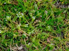 Limnanthes macounii