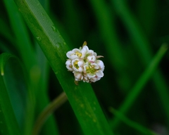 Micranthes integrifolia