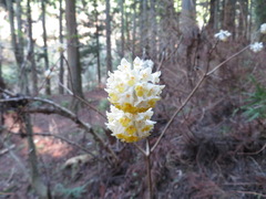 Edgeworthia chrysantha
