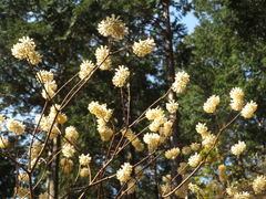 Edgeworthia chrysantha