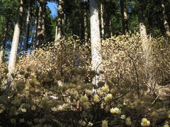 Edgeworthia chrysantha