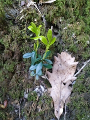 Buxus colchica