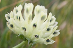 Trifolium fucatum