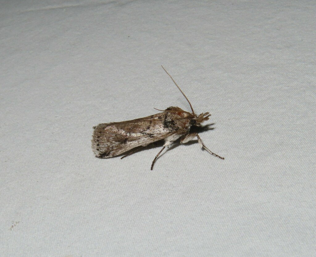 Melitara doddalis