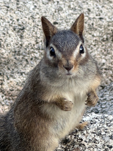 Merriam's Chipmunk, Santa Rosa and San Jacinto Mountains National Monument, Mountain Center, CA, US, photo 8 of 10