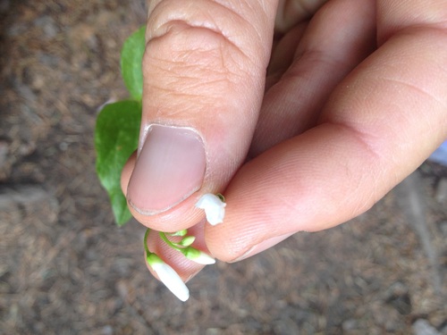 Image of Claytonia cordifolia by (c) Mark Pollock, some rights reserved (CC BY)
