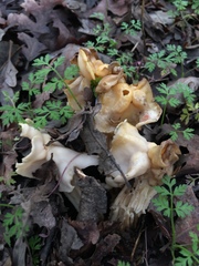 Helvella crispa