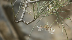 Moringa peregrina