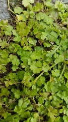 Hydrocotyle microphylla