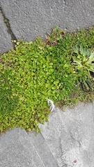 Hydrocotyle microphylla