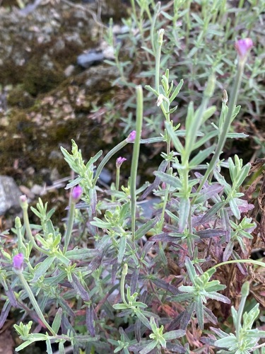 Epilobium billardiereanum