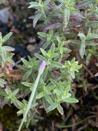 Epilobium billardiereanum
