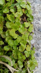Hydrocotyle microphylla