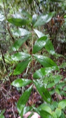 Dypsis pinnatifrons