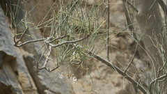 Moringa peregrina