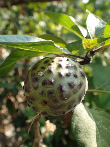 Datura metel