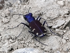 Cicindela splendida
