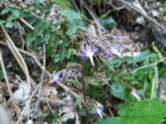Trachystemon orientalis