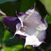 Metel Devil's Trumpet - Photo no rights reserved, uploaded by 葉子