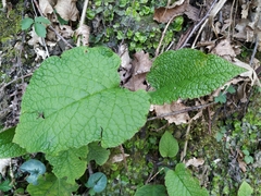 Trachystemon orientalis