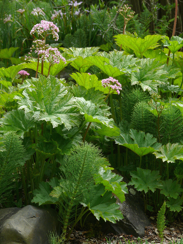 Darmera peltata