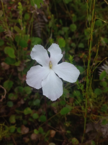 Image of Harveya capensis by (c) Brian du Preez, some rights reserved (CC BY-SA)