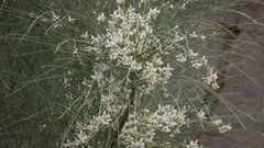Moringa peregrina