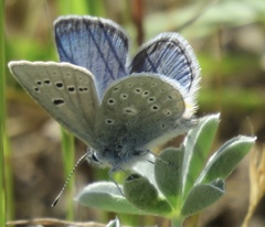 Icaricia icarioides missionensis