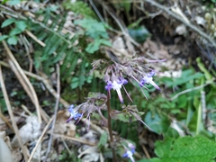 Trachystemon orientalis