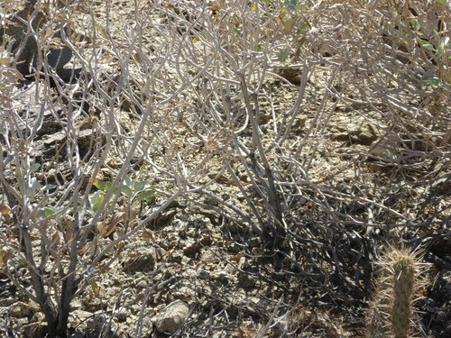 iNaturalist observation photo of Western Whiptail