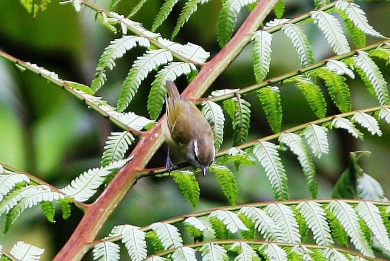 Makira Leaf Warbler illustration
