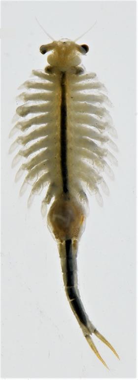 Peacock-eye Fairy Shrimps