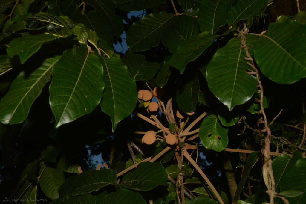 Trichilia lepidota