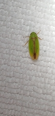 Ponana