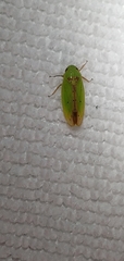 Ponana