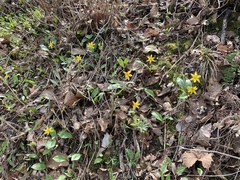 Erythronium rostratum