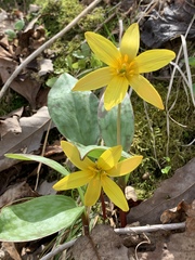 Erythronium rostratum
