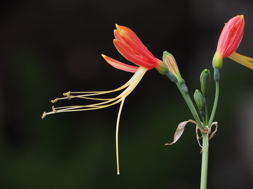 Eucrosia bicolor Ker Gawl.