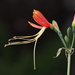 Eucrosia bicolor - Photo ללא זכויות יוצרים, הועלה על ידי 葉子