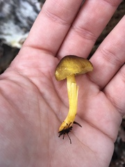 Pluteus romellii