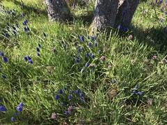 Muscari neglectum