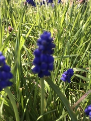 Muscari neglectum